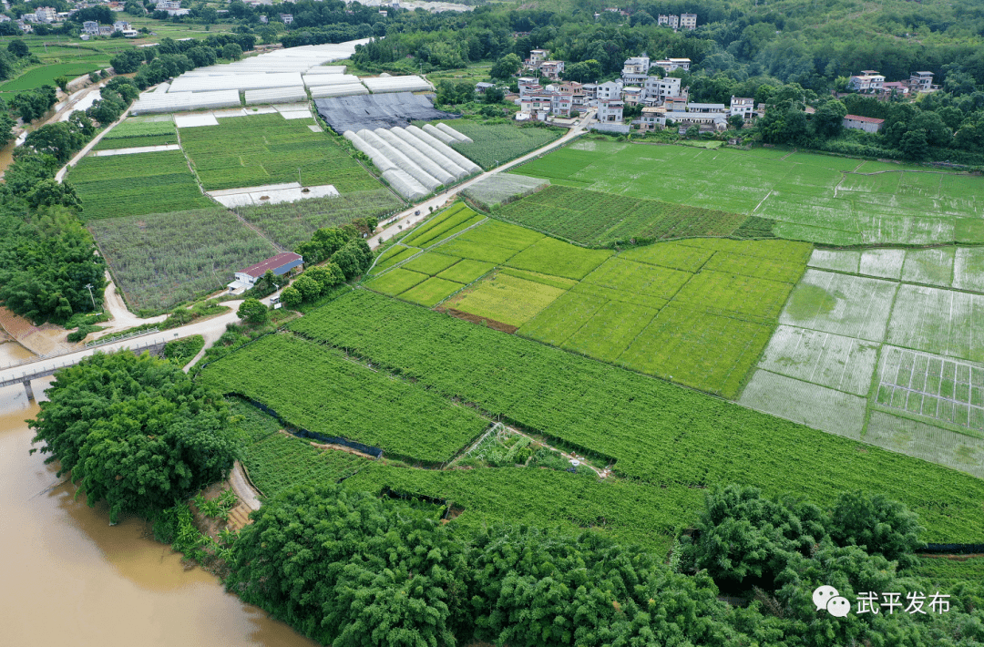 ！武平这个联合社绘出乡村振兴“丰”景画ag真人旗舰预计总产值1300多万元(图1)